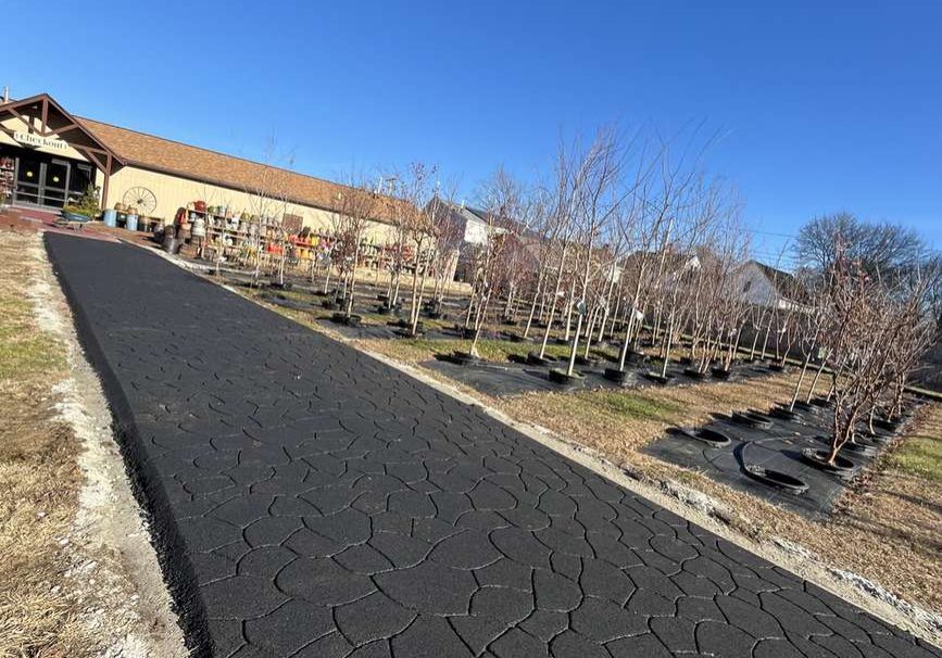 Newly paved, winding asphalt path leading to a storefront, with bare trees planted in rows on the right and a bright blue sky above
