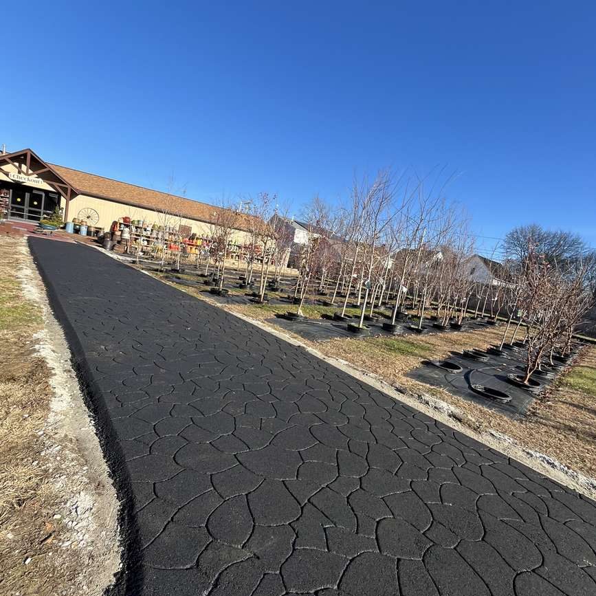 Newly paved, winding asphalt path leading to a storefront, with bare trees planted in rows on the right and a bright blue sky above